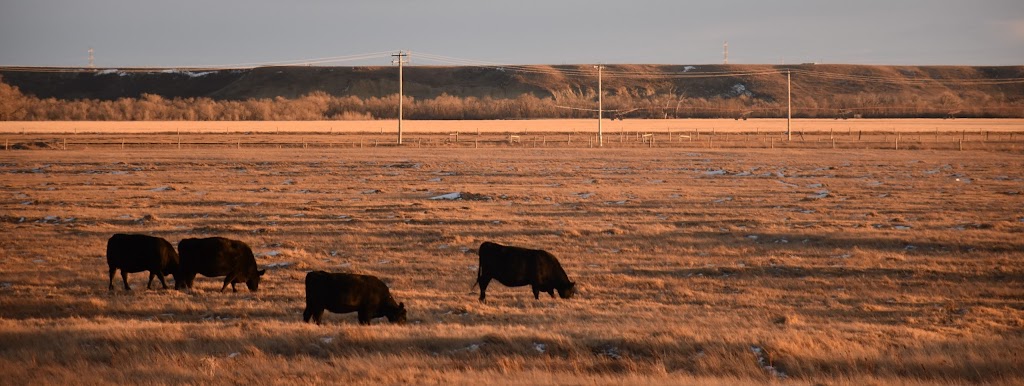 Gurney Land & Livestock | 85010 Range Rd 250, Fort Macleod, AB T0L 0Z0, Canada | Phone: (403) 308-2473