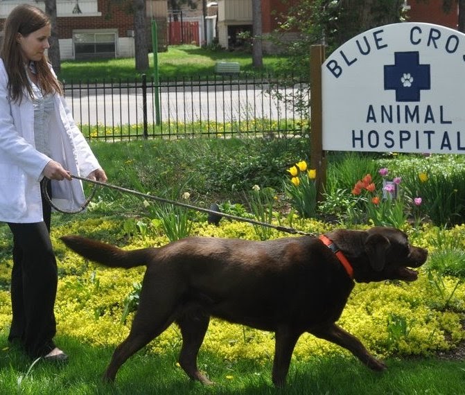 Blue Cross Animal Hospital | 734 Frederick St, Kitchener, ON N2B 2B2, Canada | Phone: (519) 742-2821