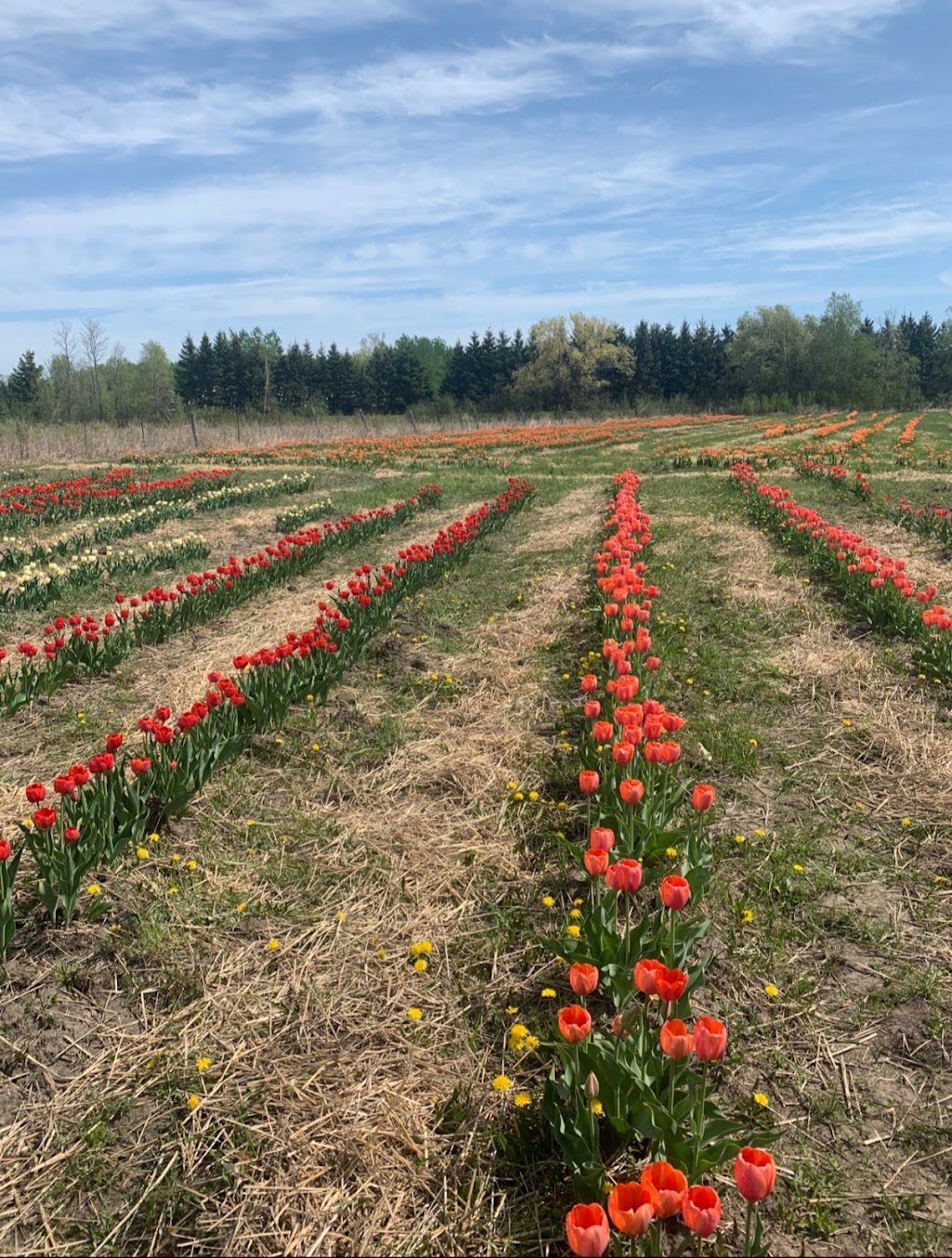 Green Corners Farm | 1259 Yorks Corners Rd, Edwards, ON K0A 1V0, Canada | Phone: (613) 898-1801