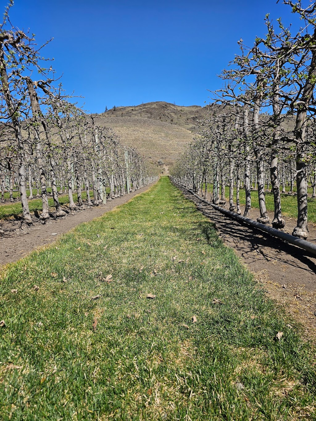 Horstings Farm Market | 2540 Cariboo Hwy #97, Cache Creek, BC V0K 1H0, Canada | Phone: (250) 457-6546