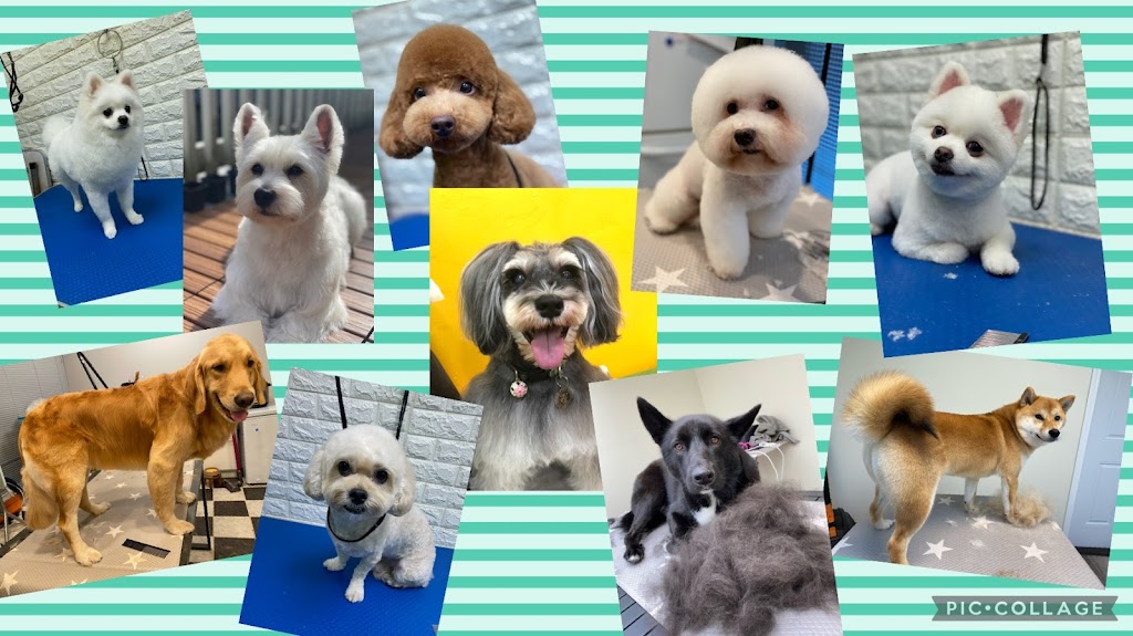 Honey Dog Grooming | 6840 Cedar Rose Ct, Burnaby, BC V5J 5J7, Canada | Phone: (236) 995-6840