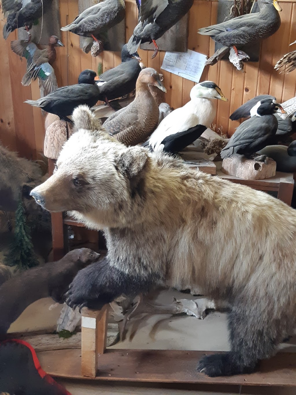 Taxidermy Pei | 2225 Covehead Rd, York, PE C0A 1P0, Canada | Phone: (902) 672-1430