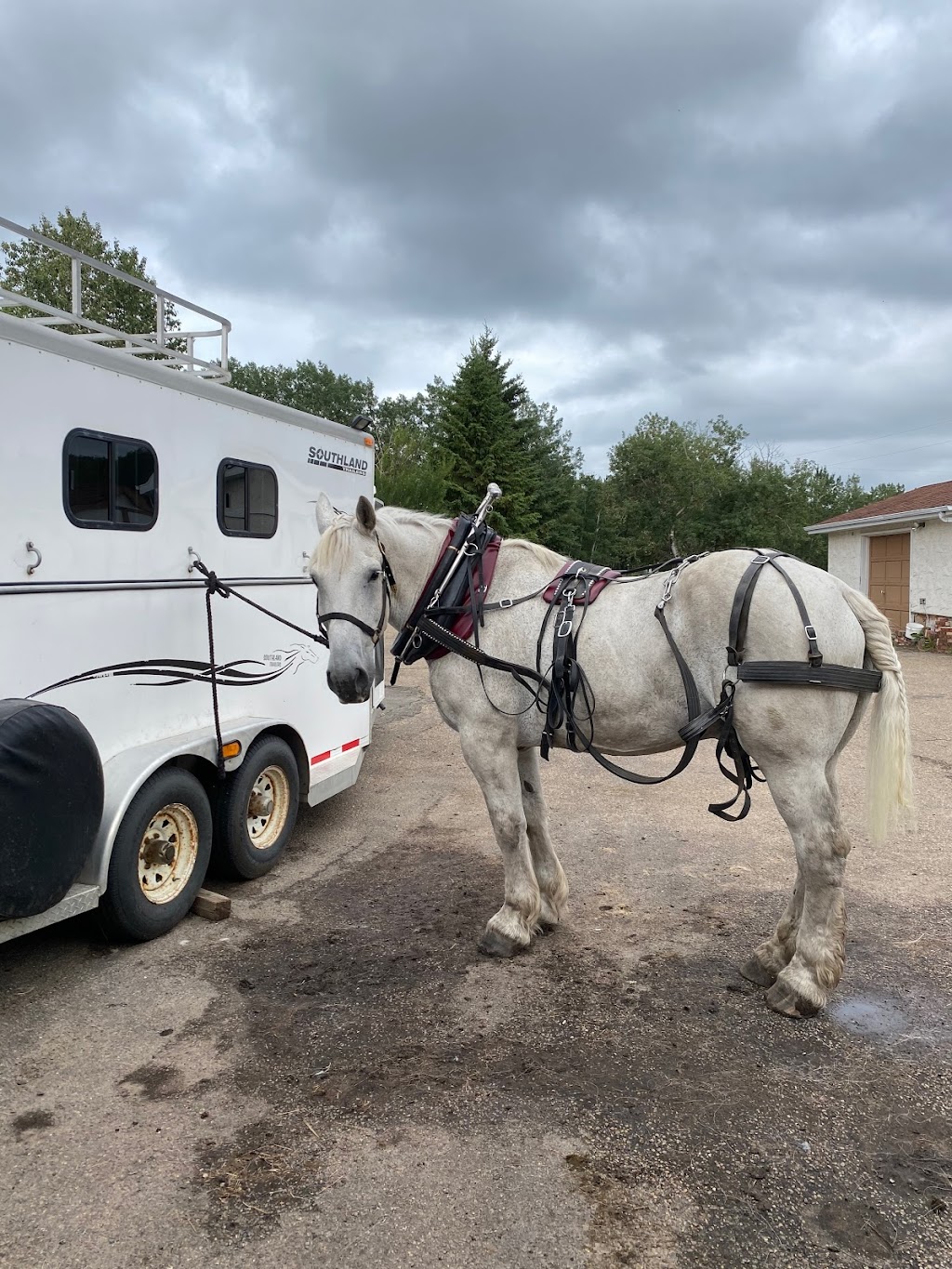 Iron Horse Turtle Ranch Carriage and Sleigh Service | 51222 RR# 224, Sherwood Park, AB T8C 1H3, Canada | Phone: (780) 718-7734