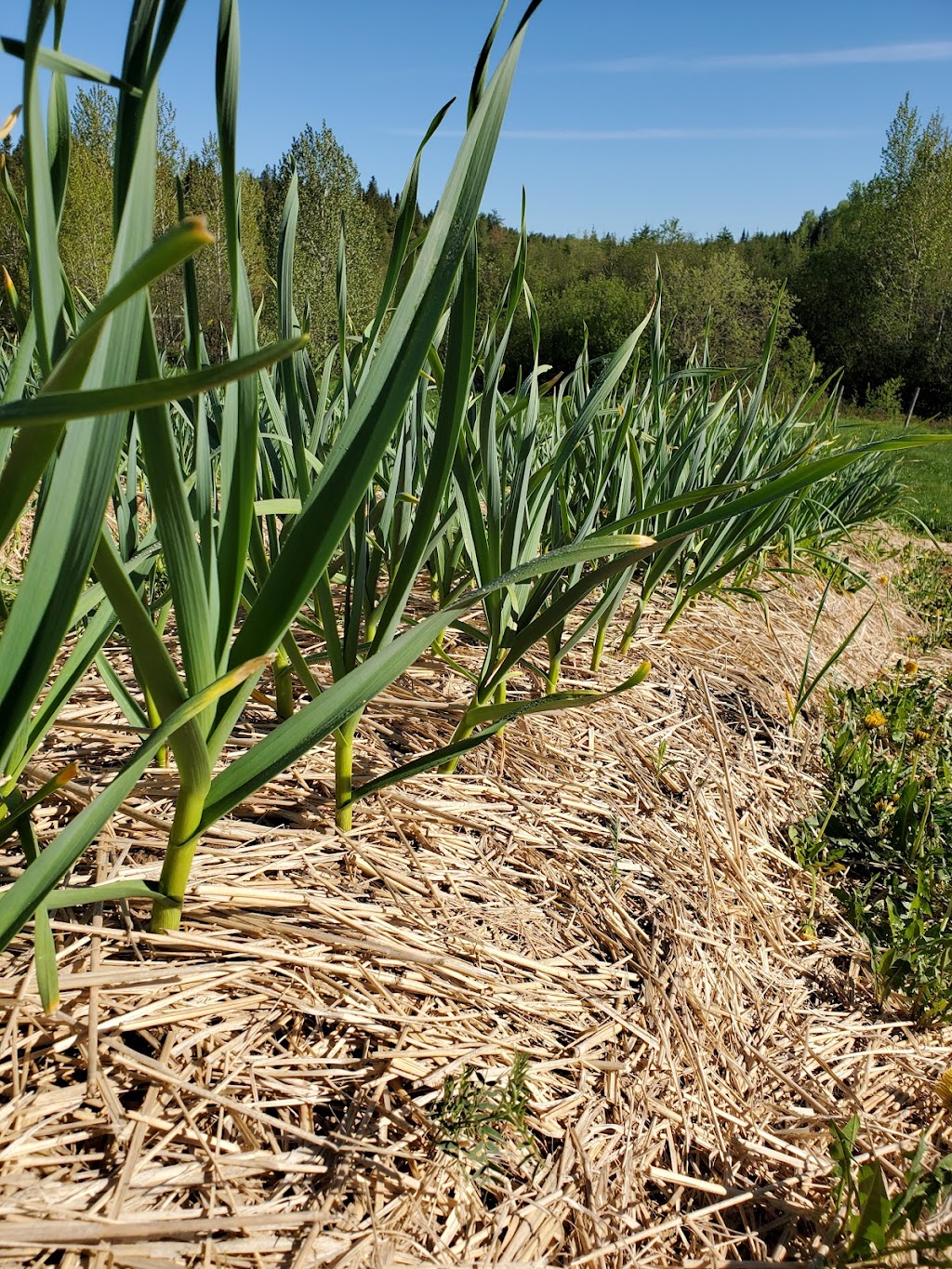 Plan B | 20 Chem. du Petit Québec, La Patrie, QC J0B 1Y0, Canada | Phone: (514) 572-3211