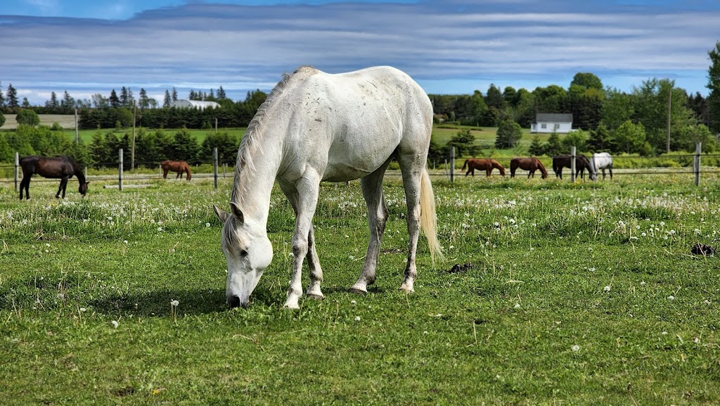 Seaglass Stables | 1779 Winsloe Rd, Winsloe North, PE C1E 2Z1, Canada | Phone: (902) 303-2638