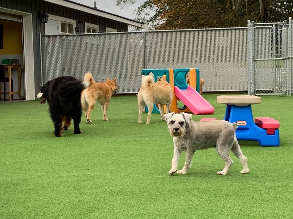 Adeles Doggie Daycare Countryside | 256 St, Langley Twp, BC V4W 2J9, Canada | Phone: (604) 996-9325