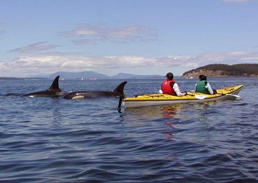 Crystal Seas Kayaking | 40 Spring St, Friday Harbor, WA 98250, USA | Phone: (360) 378-4223