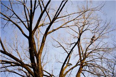 Altitude Arboriculture | 40 Chem. des Lacs, Lac-Beauport, QC G3B 1C2, Canada | Phone: (418) 849-1882