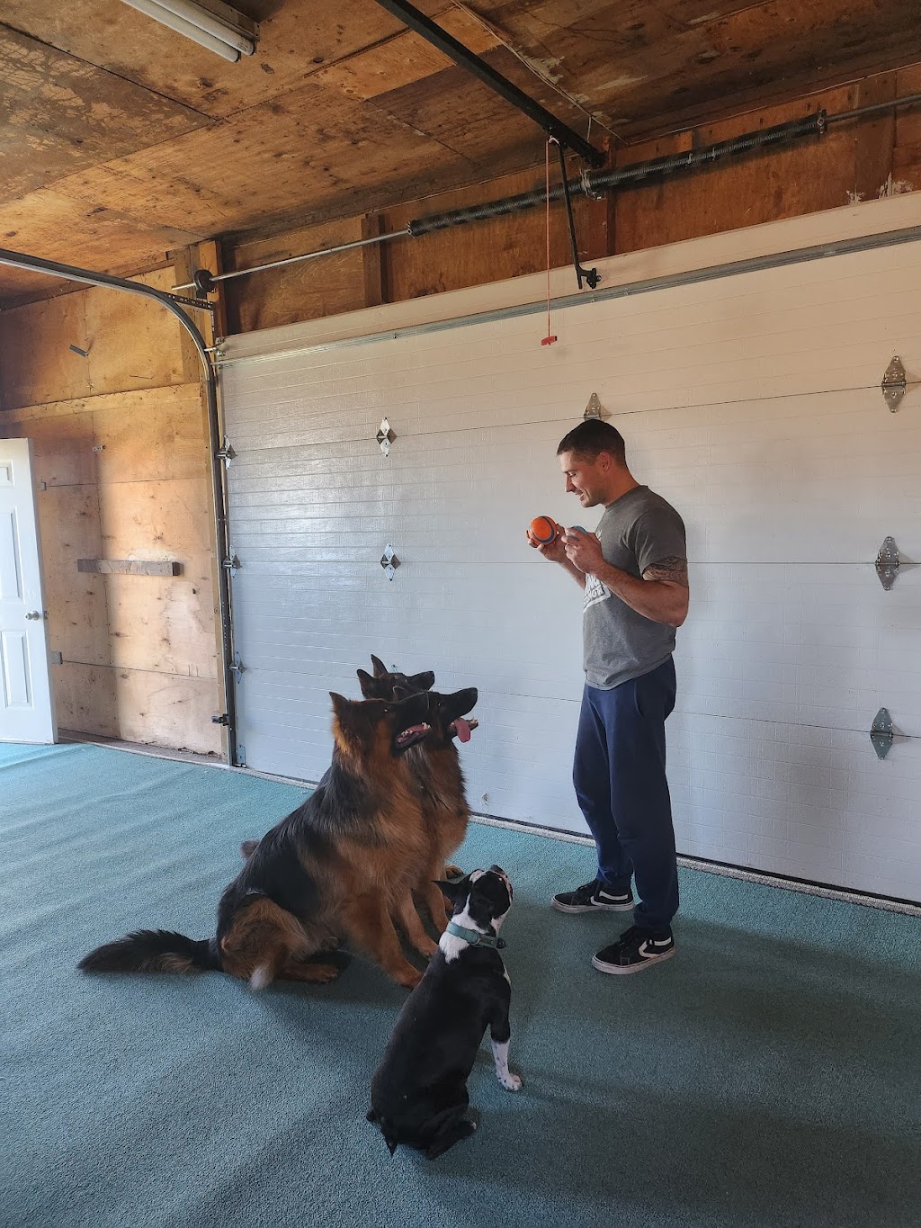 Eugene Dog Boarding and Training | 56A Mill St E, Acton, ON L7J 1H3, Canada | Phone: (647) 675-0958