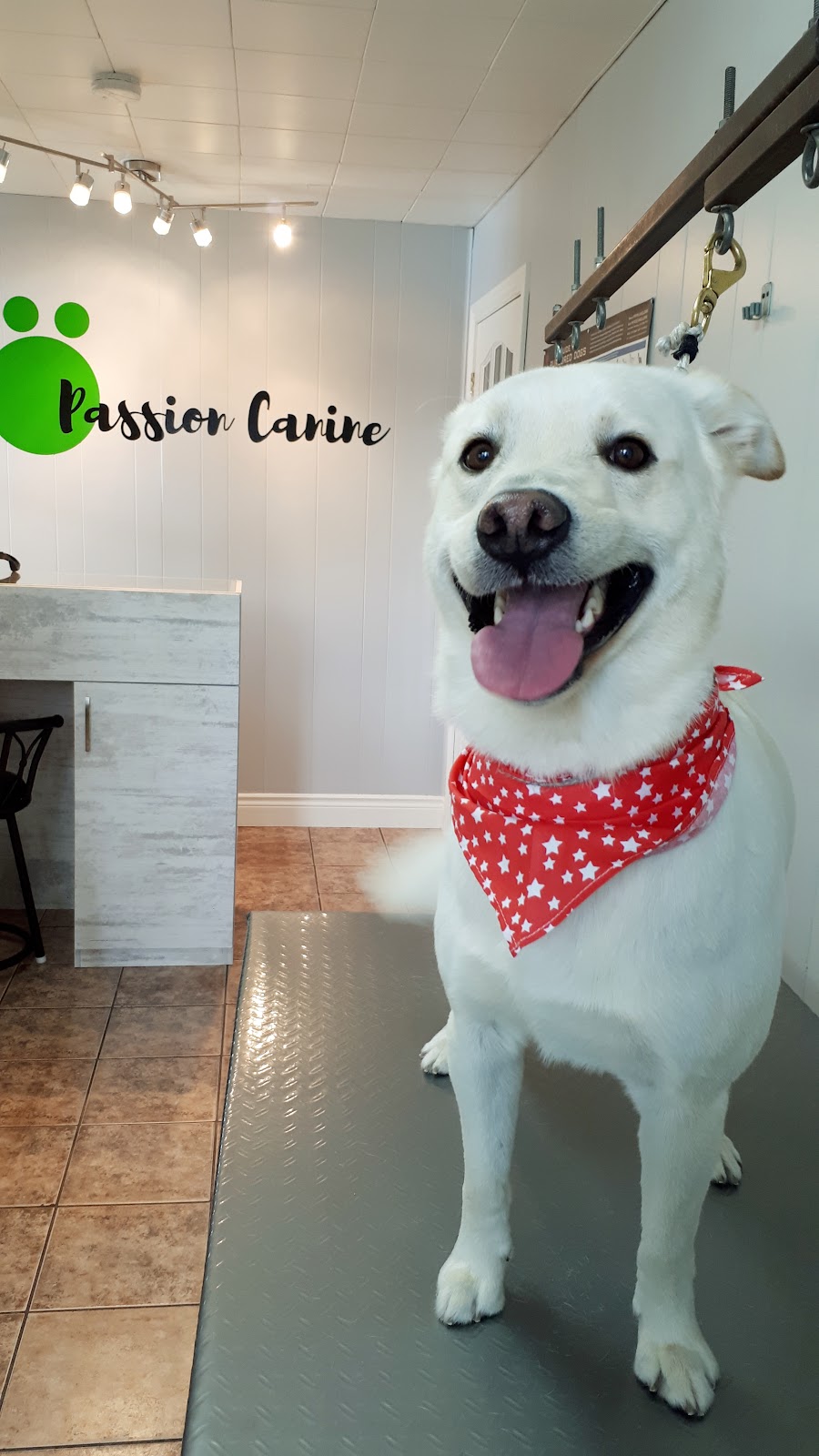 Salon toilettage Passion Canine | 91 Rue Principale N, Sacré-Coeur, QC G0T 1Y0, Canada | Phone: (418) 236-1446