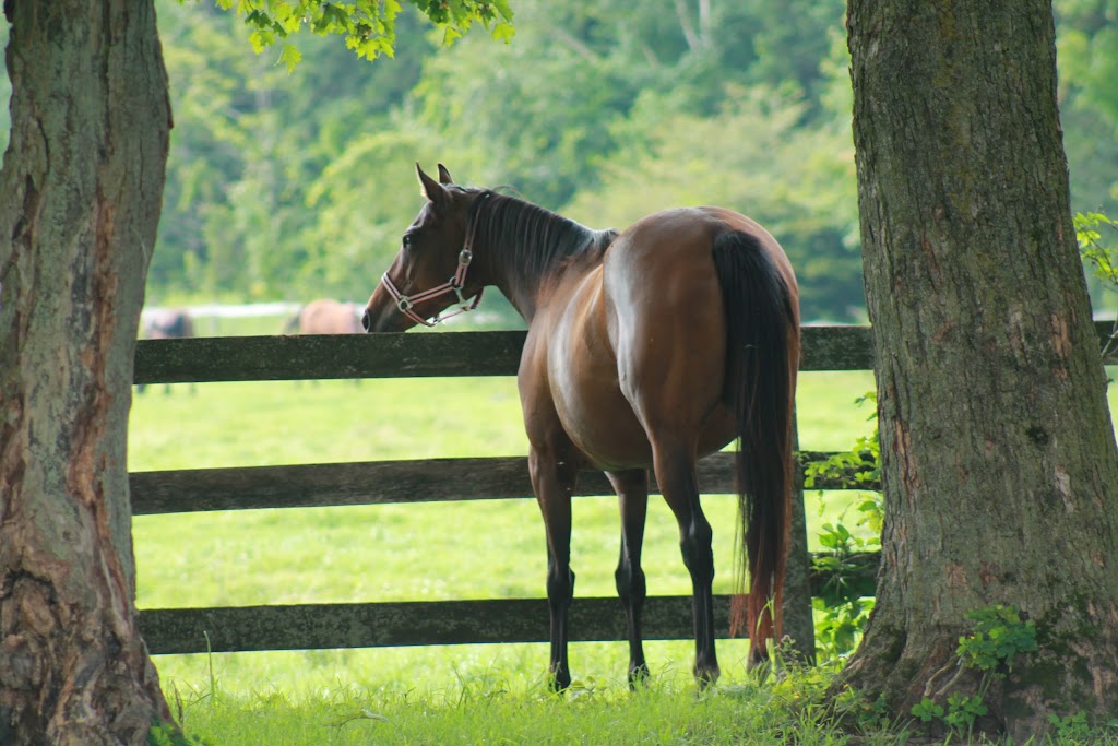 Churchill Chimes Equestrian Centre | 246 Webb Rd, Whitchurch-Stouffville, ON L4A 7X4, Canada | Phone: (905) 642-6271