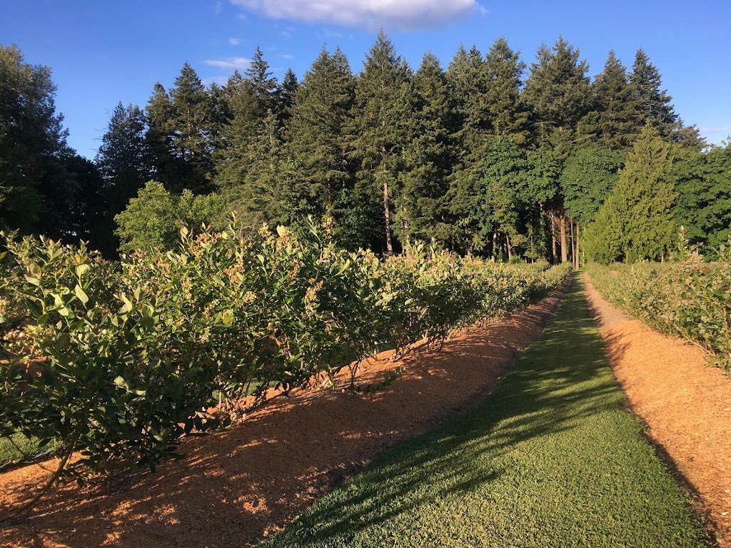 Steller Blueberries | 6337 Oldfield Rd, Saanichton, BC V8M 1X8, Canada | Phone: (778) 426-0280