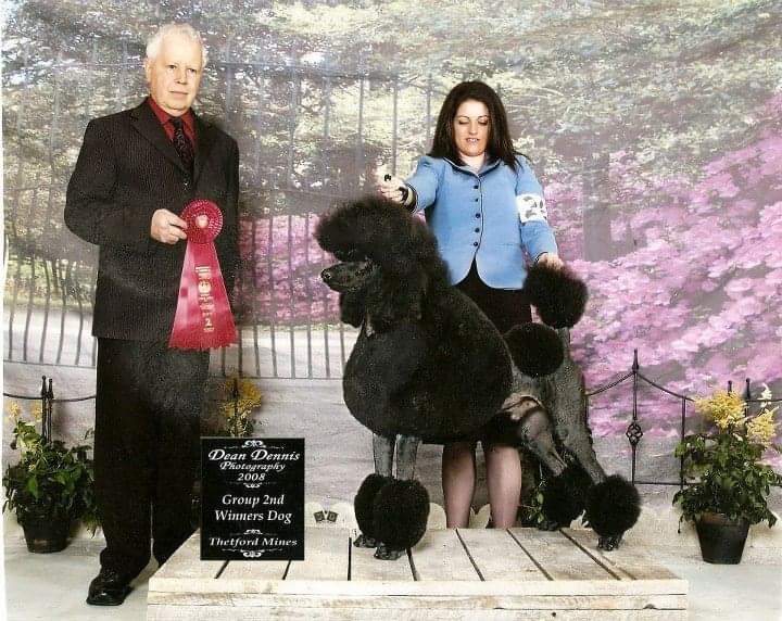 Colors standard poodles | 8068 McArthur Side Rd, Washago, ON L0K 2B0, Canada | Phone: (705) 689-6429