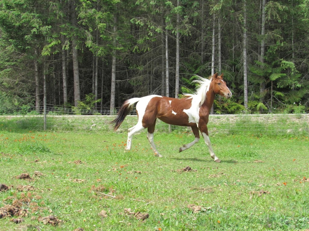 Freedoms Gate Equine Rescue Society | 4730 44 Ave NW, Salmon Arm, BC V1E 3A7, Canada | Phone: (250) 515-1056