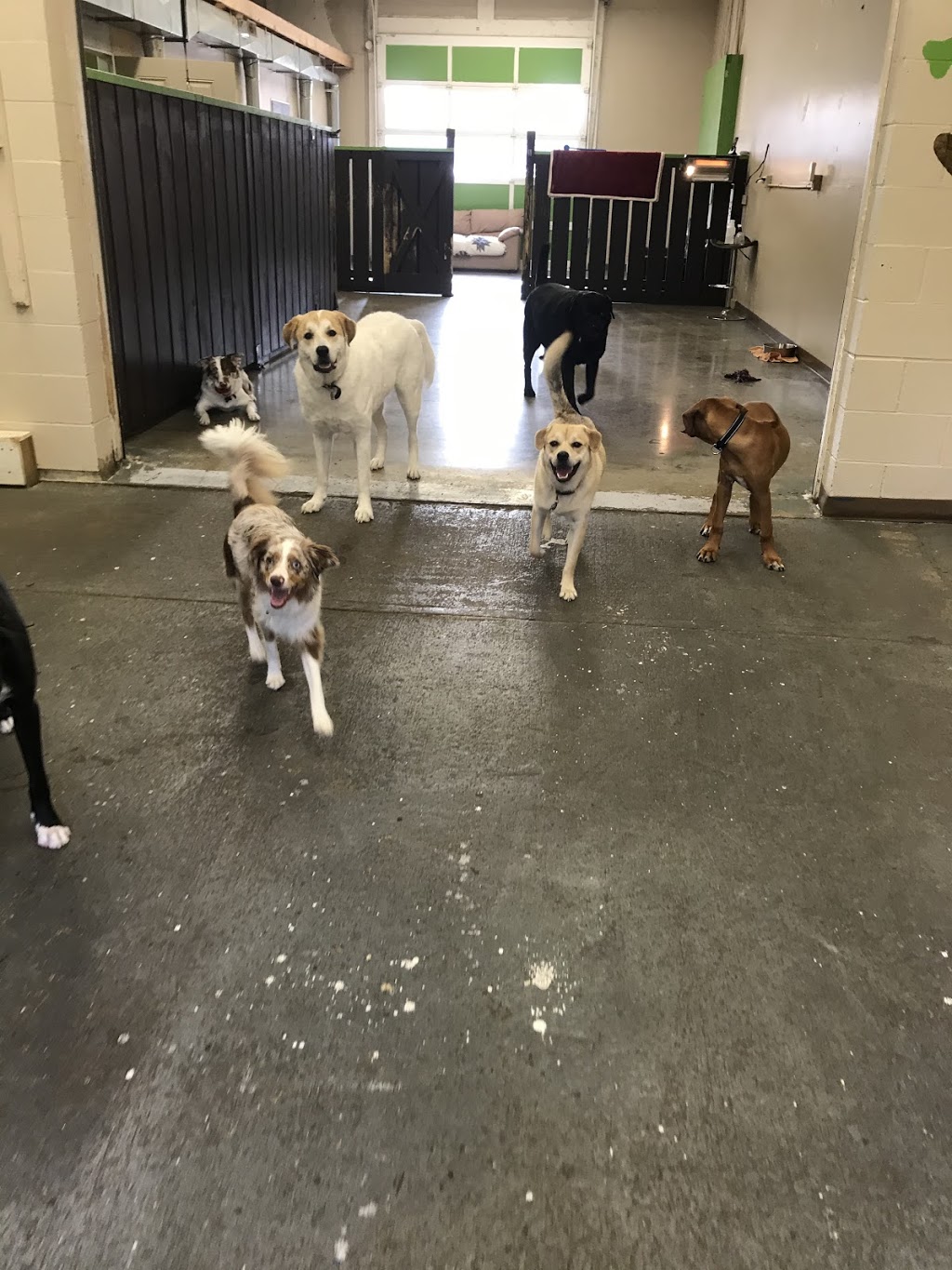 Daisys Doggy Daycare | 1117 Industrial Way Unit 52, Parksville, BC V9P 1W3, Canada | Phone: (778) 716-0087