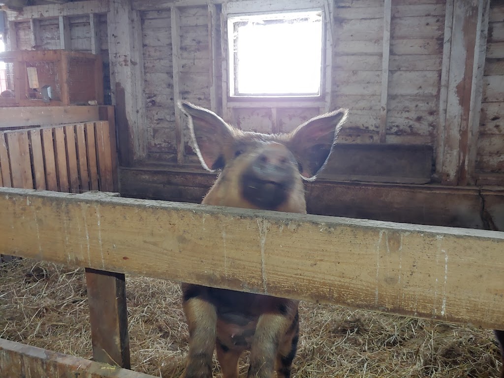 La ferme le moment présent | 155 Chem. Thomas N, Notre-Dame-de-la-Salette, QC J0X 2L0, Canada | Phone: (819) 766-2022