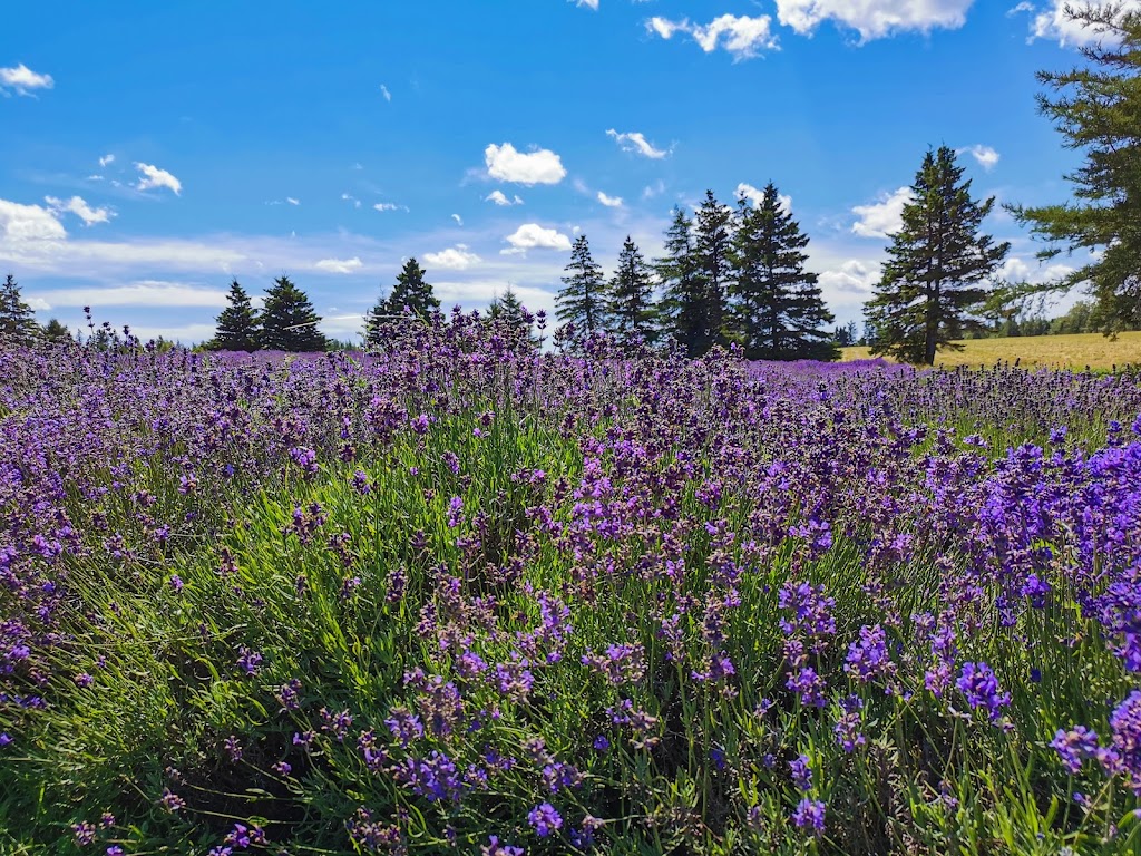 Seafoam Lavender Company & Gardens | 3768 Highway 6 (Seafoam), River John, NS B0K 1N0, Canada | Phone: (902) 536-3366