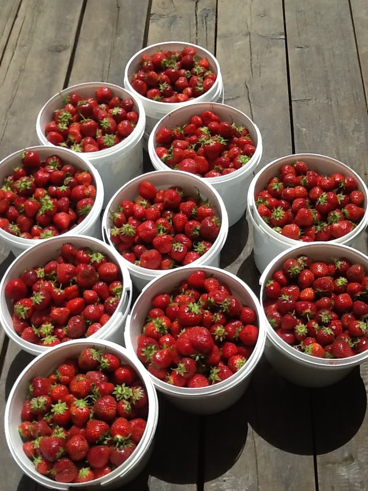 ROY & Son , Organic Strawberries & Potatoes Farm. | QC-204, Sainte-Justine, QC G0R 1Y0, Canada | Phone: (418) 383-3467