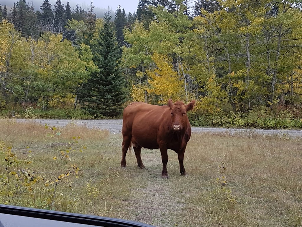 Castle Provincial Park | Ohagen Rd, Hillcrest Mines, AB T0K 1C0, Canada | Phone: (403) 627-1165