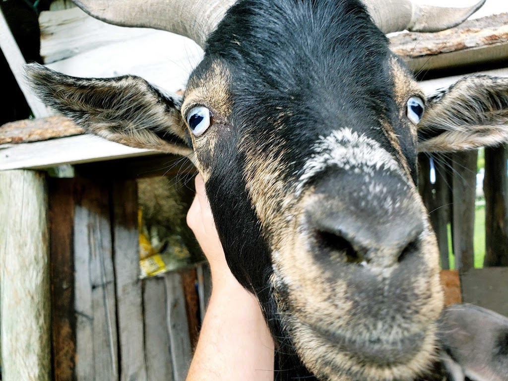 Alpine Taxidermy & Wildlife Museum | 460 Starchuk Rd, Grand Forks, BC V0H 1H9, Canada | Phone: (250) 442-6415