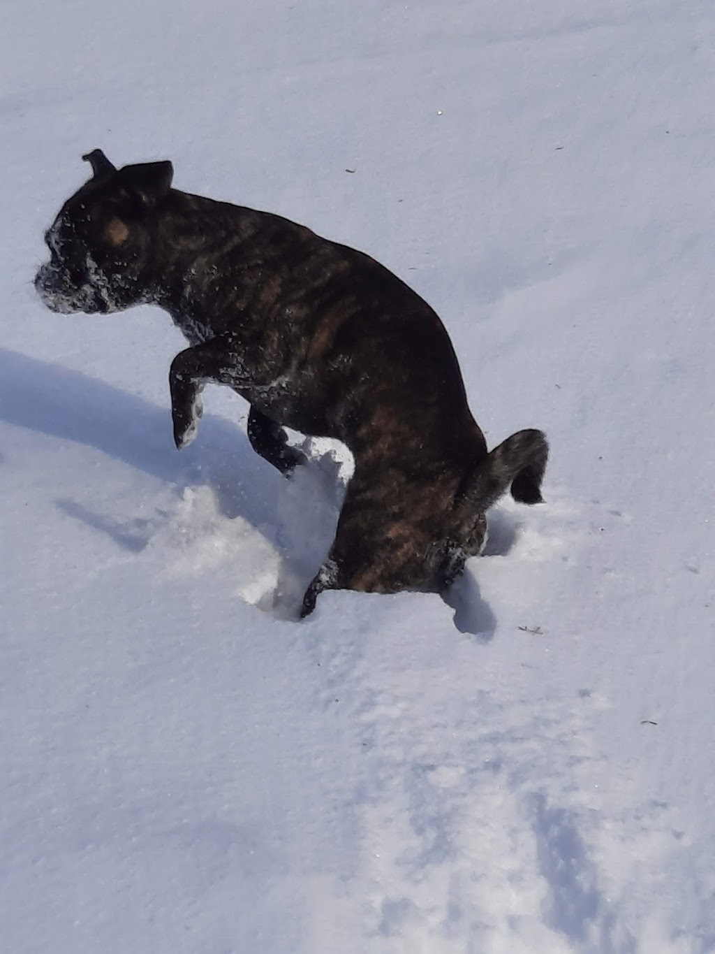 Élevage de Chien Aux Petits Calins | 271 Rang 2 de Ramsay, Saint-Félix-de-Valois, QC J0K 2M0, Canada | Phone: (450) 271-7526