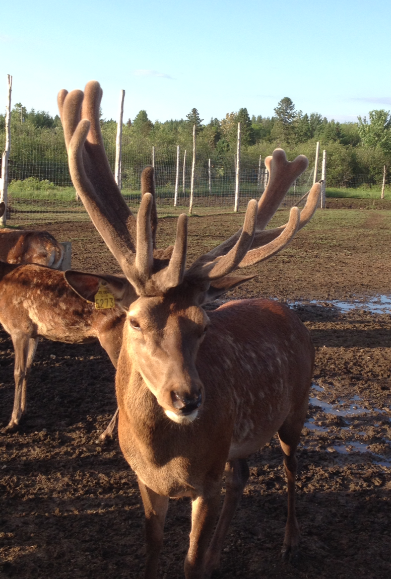 La Ferme Renaissance (Sanglier & Cerf Rouge) | 1120 2e Rang S, Weedon, QC J0B 3J0, Canada | Phone: (819) 877-2813