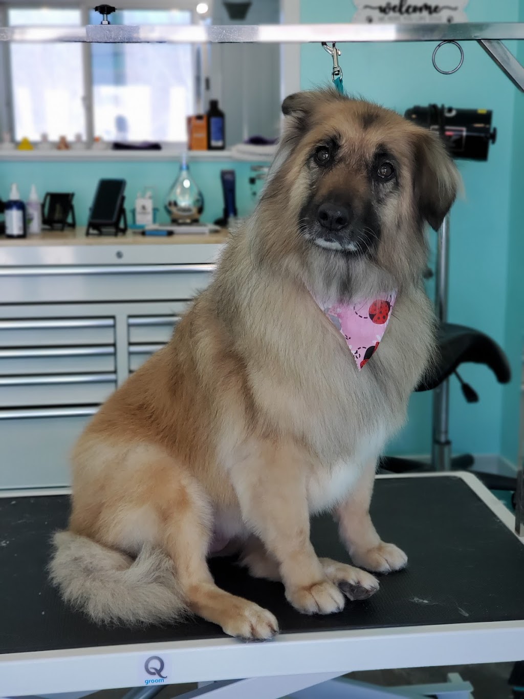 Countryside Dog Grooming | 609 Tice Rd, Fenwick, ON L0S 1C0, Canada | Phone: (905) 347-3649