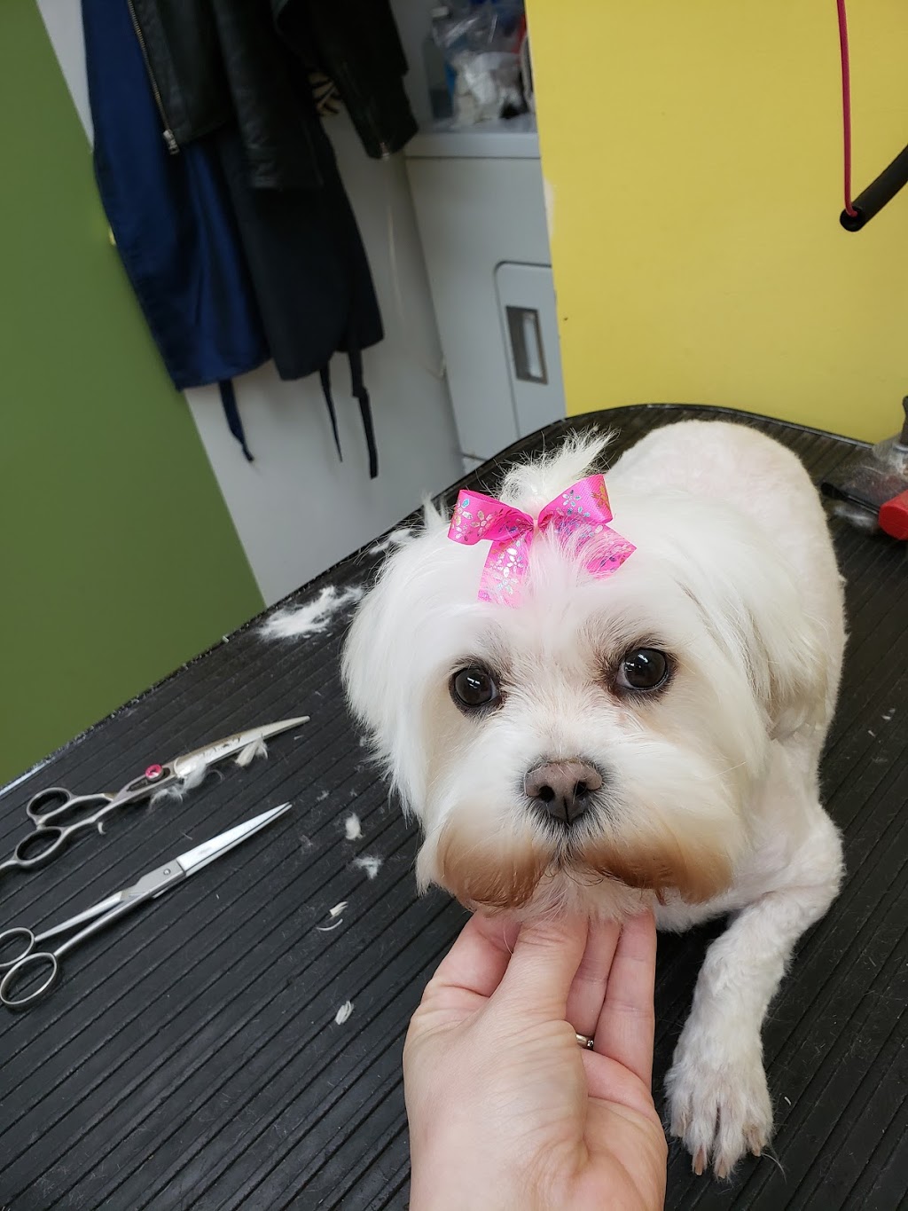 Blue House Pet Grooming | 3398 Shea Rd, Richmond, ON K0A 2Z0, Canada | Phone: (613) 853-0100