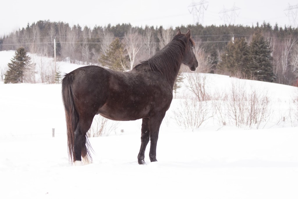 Ferme Lombrette | 578 Avenue Royale, Saint-Tite-des-Caps, QC G0A 4J0, Canada | Phone: (418) 823-2065