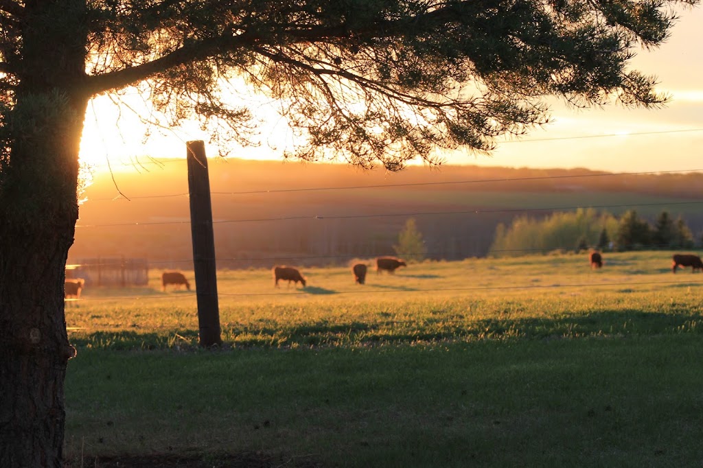 Mader Ranches | Range Rd 32, Carstairs, AB T0M 0N0, Canada | Phone: (403) 337-4014