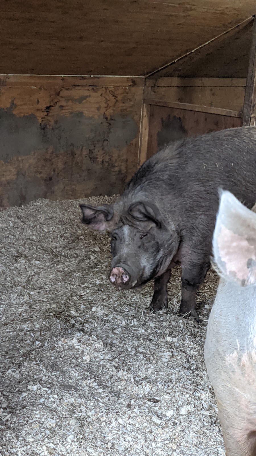 SAFE - Sanctuaire pour animaux de ferme de lEstrie | 508 Rte de Mansonville, Mansonville, QC J0E 1X0, Canada | Phone: (514) 609-8148