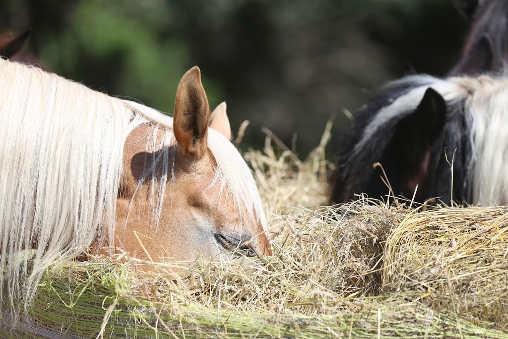 Bale Me Out -VI Hay Sales | 4061 Happy Valley Rd, Victoria, BC V9C 3X8, Canada | Phone: (236) 478-7999