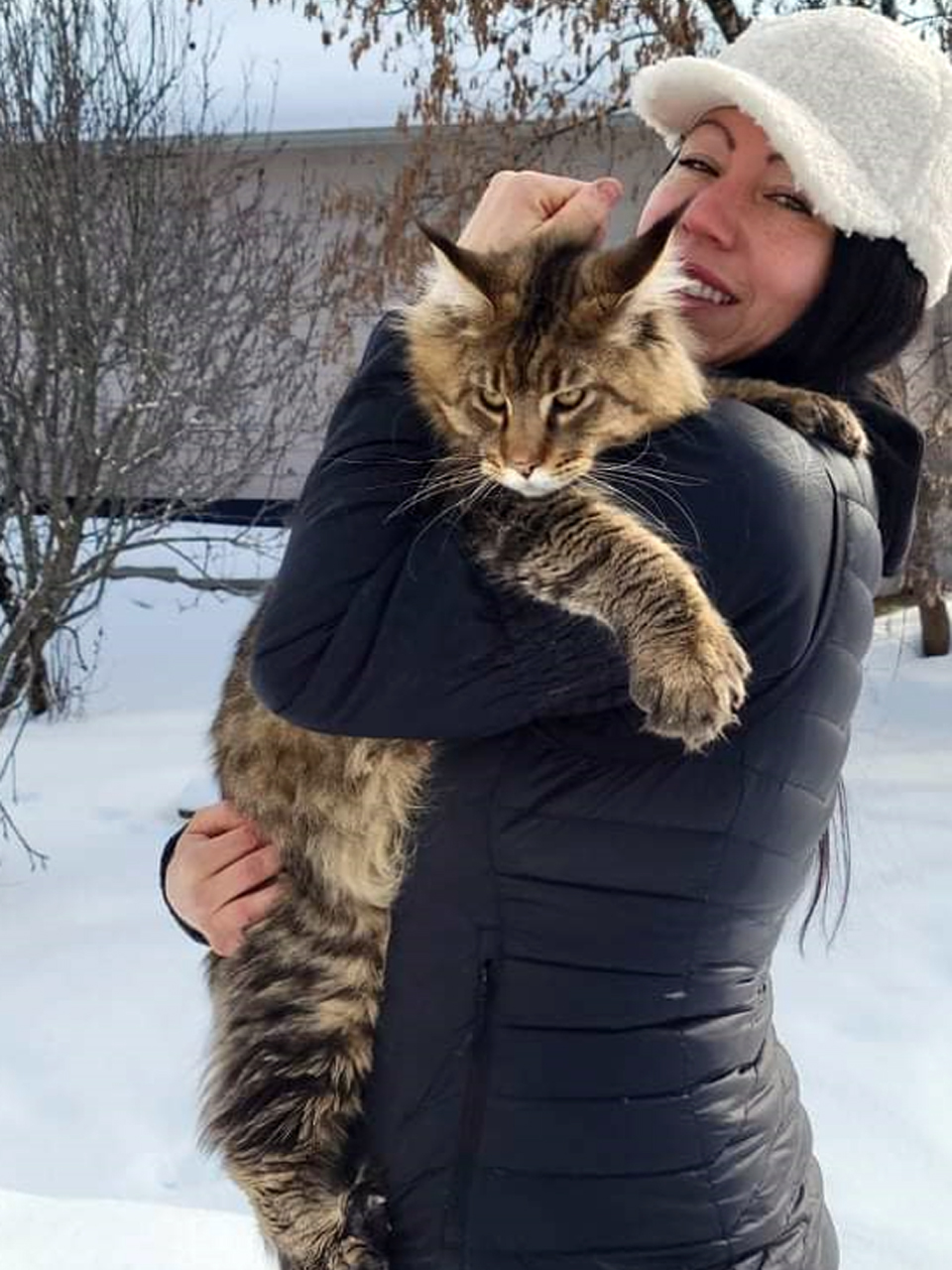 Maine coon Canada | 16 Rue Durand, Saint-Jean de Matha, QC J0K 2S0, Canada | Phone: (514) 465-6086