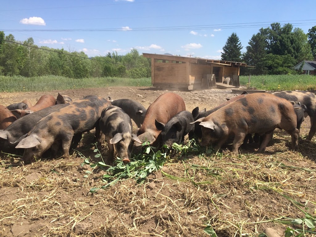 Ferme Selby Farm | 1332 Chemin Hudon, Dunham, QC J0E 1M0, Canada | Phone: (450) 204-2530