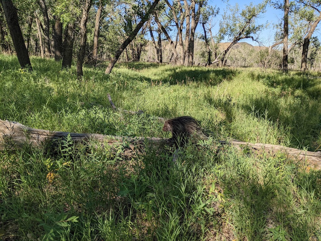 Lethbridge Nature Reserve | 300 Indian Battle Rd S, Lethbridge, AB T1J 0P6, Canada | Phone: (403) 320-3064