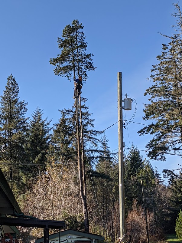 Bigfoot Danger Tree Services | 6805 Quartz Dr, Sooke, BC V9Z 1H7, Canada | Phone: (250) 642-2463