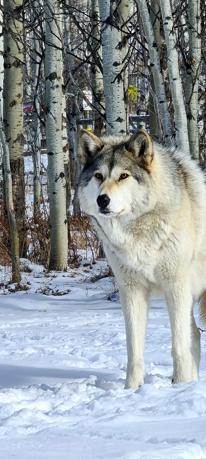 Yamnuska Wolfdog Sanctuary | 263156 Range Rd 53, Cochrane, AB T0M 2E0, Canada | Phone: (587) 890-9653