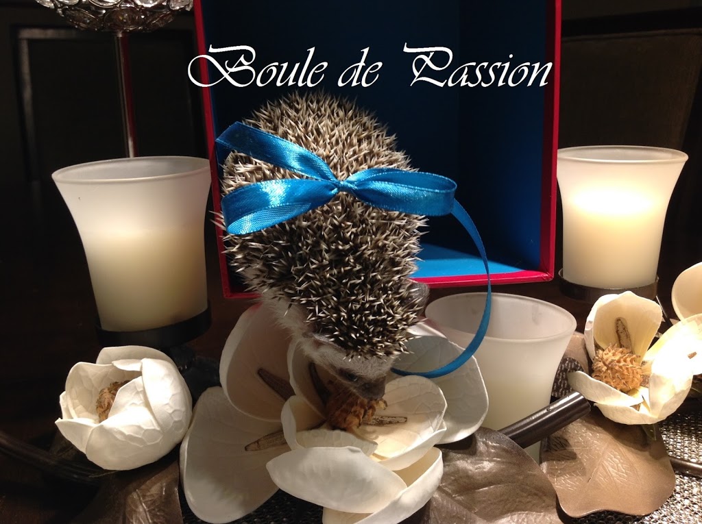 AA - Élevage hérisson Boule de Passion | Boulevard Cadieux, Beauharnois, QC J6N 0R4, Canada | Phone: (514) 269-5544