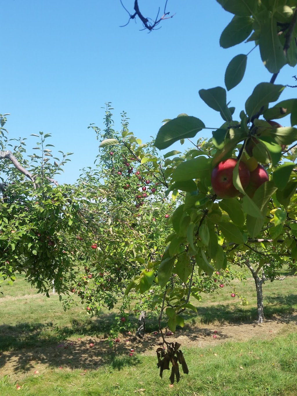 verger Les Jardins DÉmilie | 1255 Rang Double, Rougemont, QC J0L 1M0, Canada | Phone: (450) 469-4287