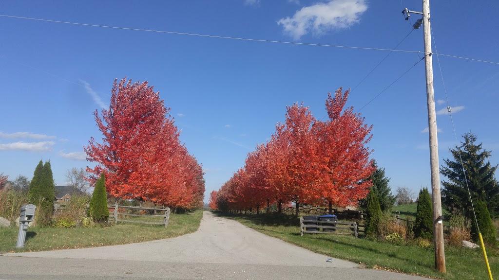 Trepanier Originals | 16662 The Gore Rd, Caledon East, ON L7C 3E7, Canada | Phone: (905) 880-2029