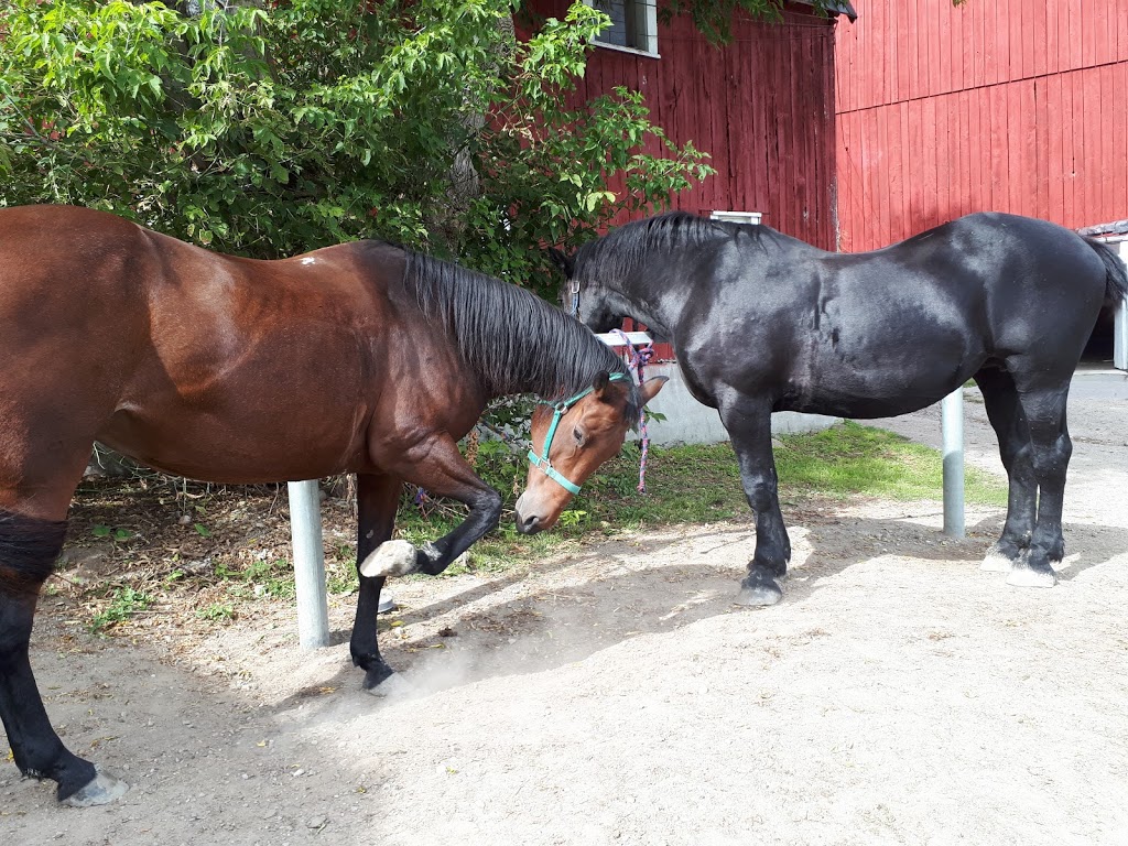 Captiva Farms Horseback Riding | 189 Chemin de la Montagne, Wakefield, QC J0X 3G0, Canada | Phone: (819) 459-2769