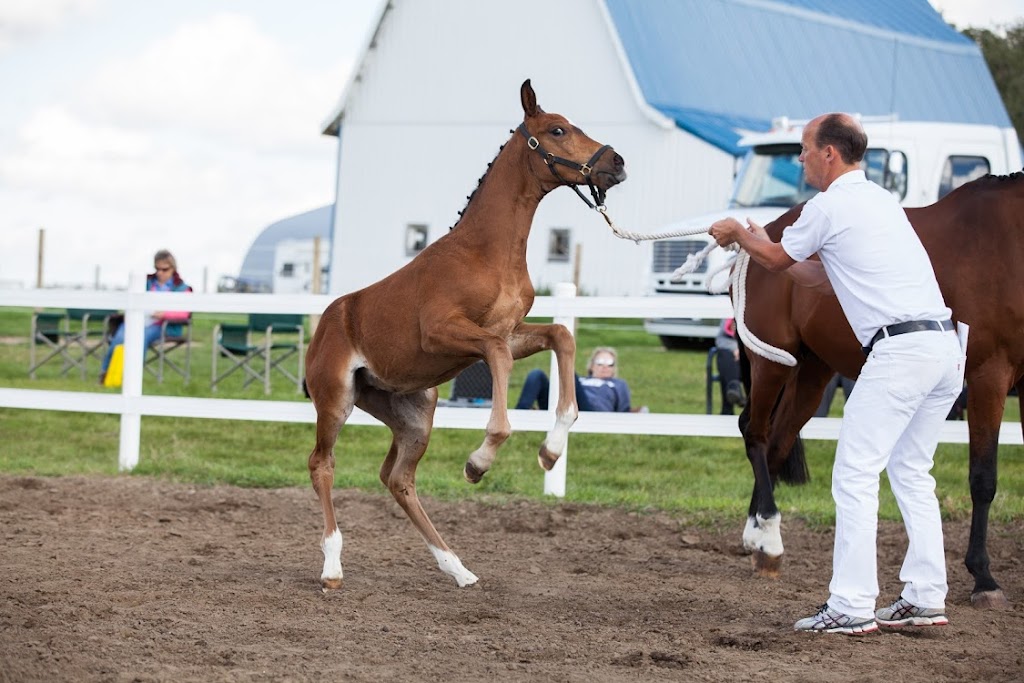 Falkenberg Stables | 49152 AB-814, Leduc, AB T9E 2X2, Canada | Phone: (780) 399-7757