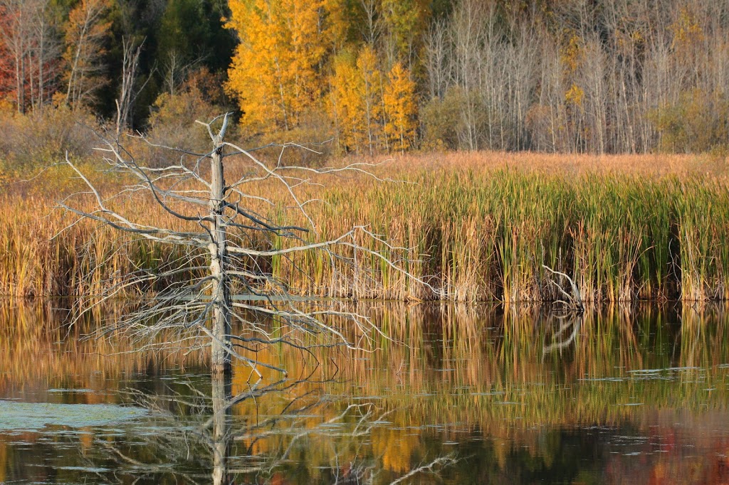 Réserve naturelle du Marais-Léon-Provancher | 151 Rue des Îlets, Neuville, QC G0A 2R0, Canada | Phone: (418) 554-8636