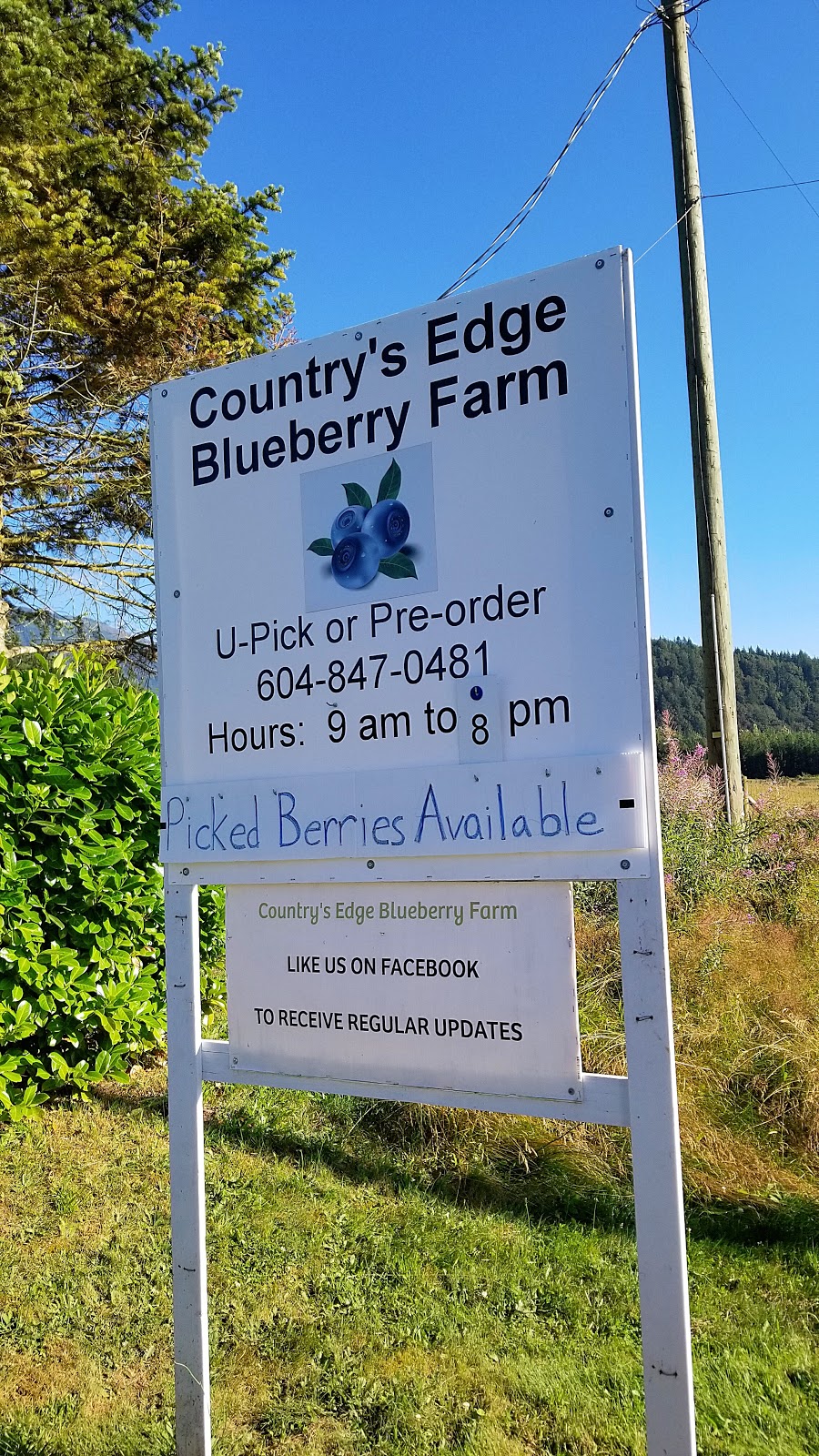 Country’s Edge Blueberry Farm | 200 Columbia Valley Rd, Lindell Beach, BC V2R 4X6, Canada | Phone: (604) 847-0481