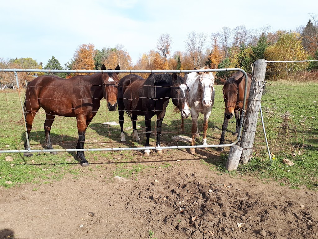 Hill Rise Farm | 139 Hastings County Rd 62, Combermere, ON K0J 1L0, Canada | Phone: (613) 334-5262