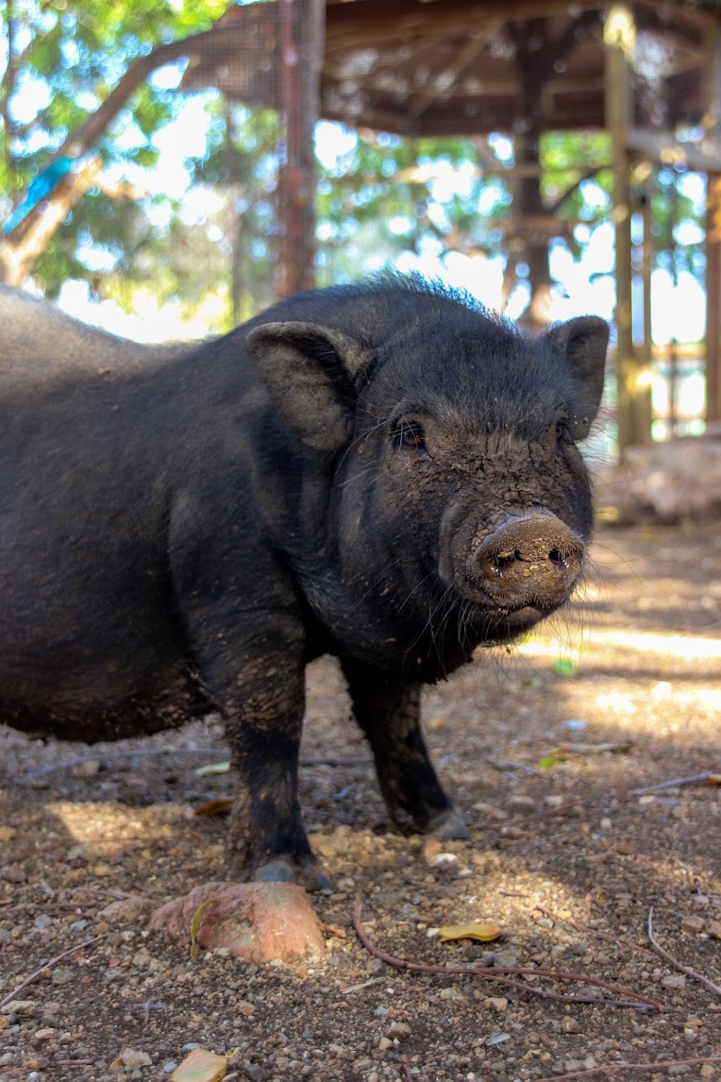 Unbridled Discovery Farm | 36936 McKamey Rd, Fraser Valley, BC V2V 6T1, Canada | Phone: (604) 613-2279