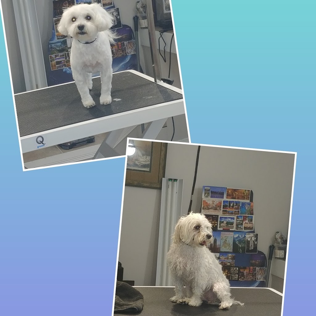 Dog&Cat Grooming in Newmarket, Ontario | Burgess Crescent, Newmarket, ON L3X, Canada | Phone: (905) 392-7467