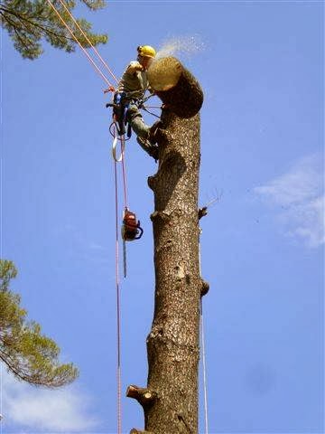 Muskoka Lakes Tree Service | 1124 Skeleton Lake 3 Rd, Utterson, ON P0B 1M0, Canada | Phone: (705) 641-9223