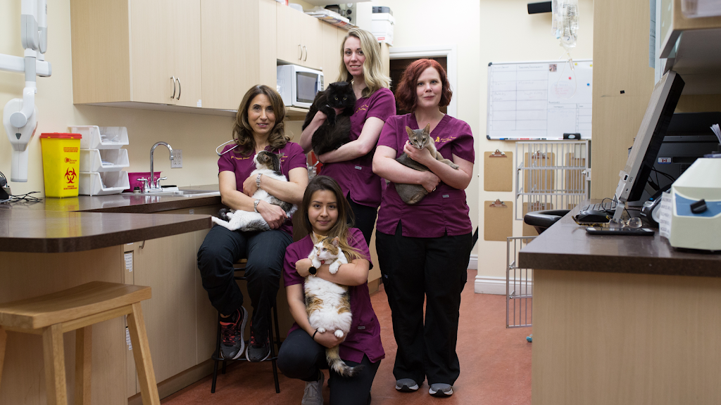 Downtown Toronto Cat Clinic | 739 Bloor St W, Toronto, ON M6G 1L6, Canada | Phone: (416) 479-0142