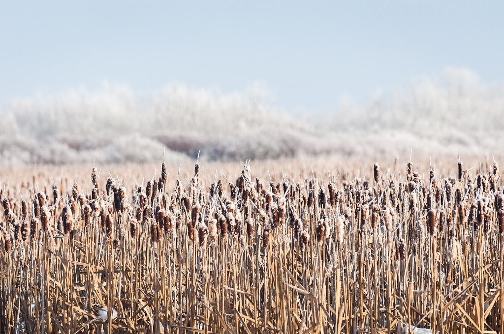 Beaverhill Bird Observatory | Township Rd 510, Tofield, AB T0B 4J0, Canada | Phone: (587) 783-9188